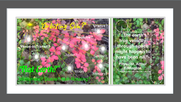 Nature Flowers 4