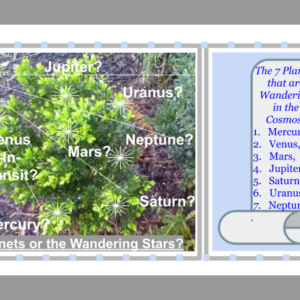 Nature Shrub 2