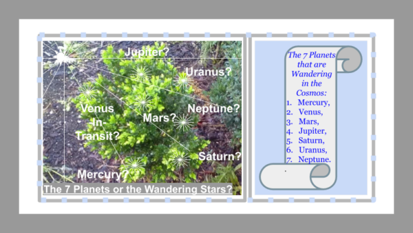 Nature Shrub 2