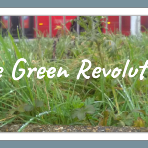 Nature Grass 1