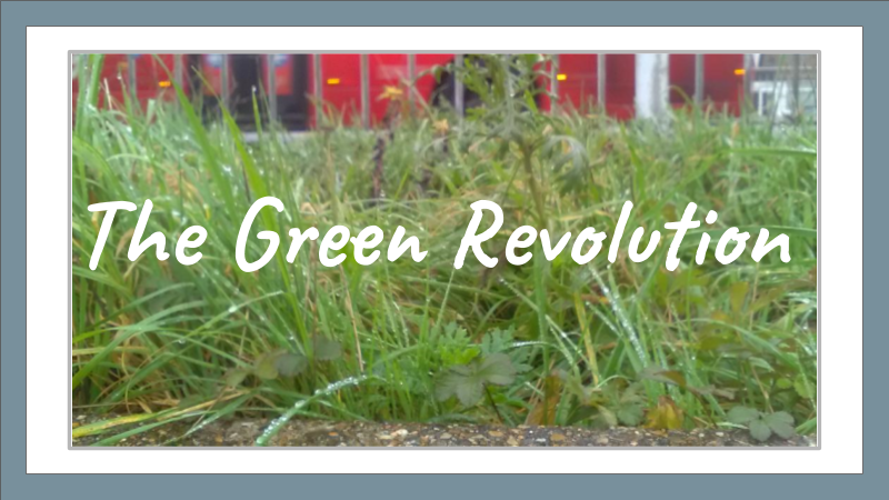 Nature Grass 1