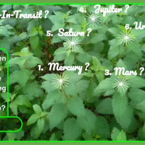 Nature Leaves 14a