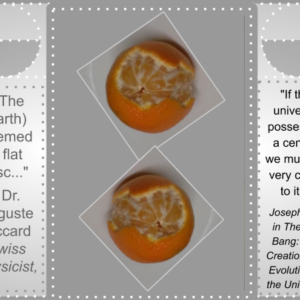 Nutrition Satsuma 4