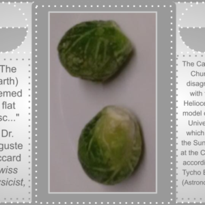 Nutrition Sprouts 1